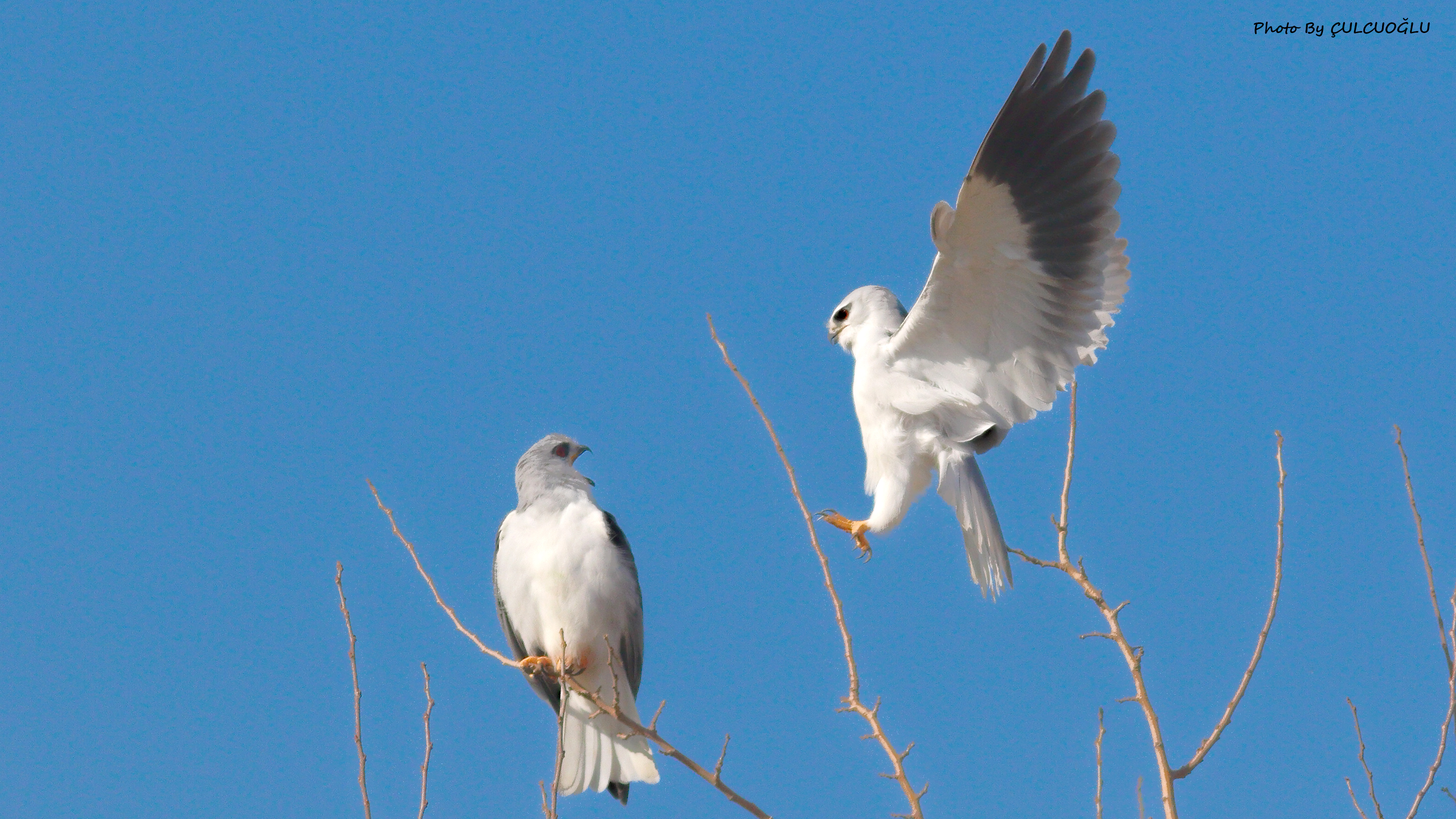 Black-winged Kite